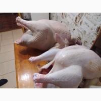 Продам мясо домашней индейки оптом