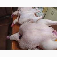 Продам мясо домашней индейки оптом