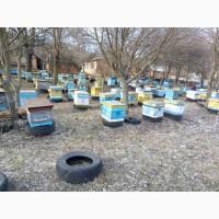 Продам бджолопакети та бджолосімї