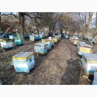 Продам бджолопакети та бджолосімї