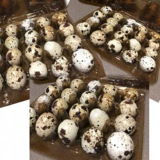 Продам домашние перепелиные яйца