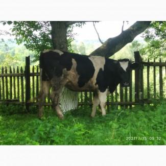 Продам тільну ялівку