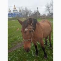 Продам кобилу 11років