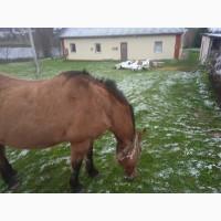 Продам кобилу 11років