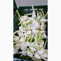 Часник (Garlic)