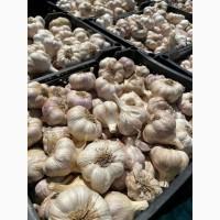 Часник (Garlic)