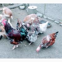 Ікубаційне яйце лівенська ситцева