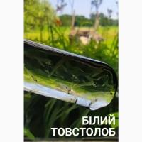 Личинка коропа, білого амура, білого товстолоба та гібрида б.т. в сторону білого