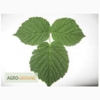 Куплю (сирий та сухий) лист малини