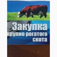 ДОРОГО Куплю худобу (бики, корови, телиці і молочні телята) В Сумской обл