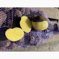Продам картоплю оптом, картошка, картофель, харчова, об#039;єм