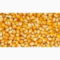 Купимо кукурудзу (База) Козелець, Чернигов, Остер, Бровари, Ніжин, Прилуки, Крюків, Десна