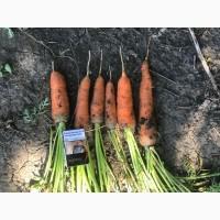 Продам моркву 1-2 сорт в об’ємі