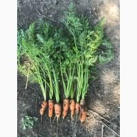 Продам моркву 1-2 сорт в об’ємі
