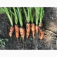 Продам моркву 1-2 сорт в об’ємі