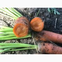 Продам моркву 1-2 сорт в об’ємі