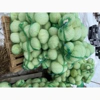 Капуста