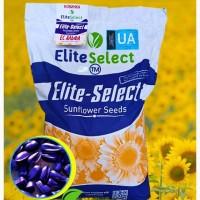 Соняшник Альфа, 112-177 днів, під Гранстар, Екстра