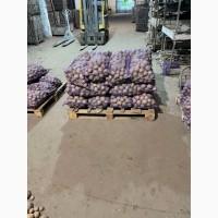 Продаж та реалізація насіннєвоі картоплі сорту Скарбниця