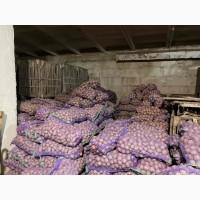 Продаж та реалізація насіннєвоі картоплі сорту Скарбниця