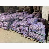 Продаж та реалізація насіннєвоі картоплі сорту Скарбниця