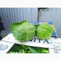 Продам капусту