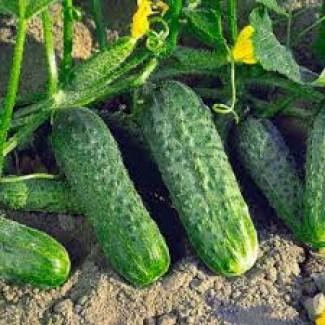 Огірок відкритого ґрунту 9–12 см | Натуральний продукт без гіркоти