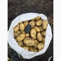 Продам картоплю молоду сорт Прада