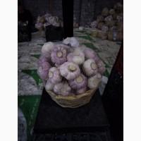 Часник Єгипет