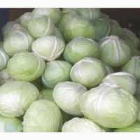 Продам капусту Агресор