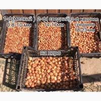 Продам цибулю-сівок Штутгарт, Ред Барон, Сноуболл, Кармен, Радар, Дельфін, Рубін Опт