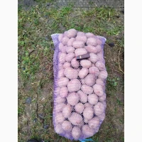 Продам картоплю крупну і посадкову