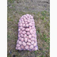 Продам картоплю посадкову