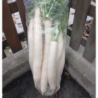 Продам редьку дайкон