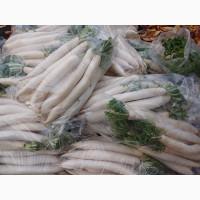 Продам редьку дайкон