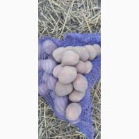 Насінева картопля сорт:Королева Анна, Белароса, коріна, алюет