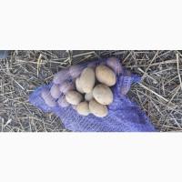 Насінева картопля сорт:Королева Анна, Белароса, коріна, алюет