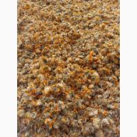 Арніка гірська лікарські трави