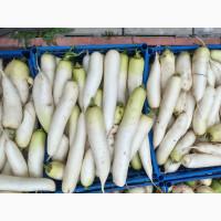 Продам редьку дайкон, ред міт, чорну