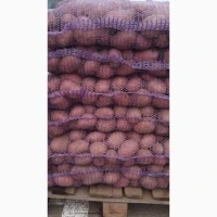 Продам картоплю різних сортів