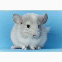 Маленький хлопчик шиншилла Білий Фіолет