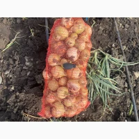 Продам молоду цибулю