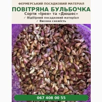 Насіннєвий часник Ірен - Однозубка, Зубок, Повітряна бульбочка