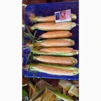 Продам кукурузу Ракель 2 качан