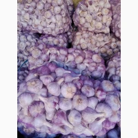 Продам свій часник, на посадку та товарний, є 1 репродукція, однозубка, повітряна