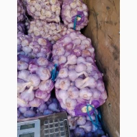 Продам свій часник, на посадку та товарний, є 1 репродукція, однозубка, повітряна