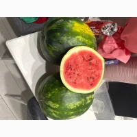 Продам кавун ТАЛІСМАН ТОП ГАН солодкий