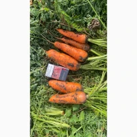 Продам товарну моркву