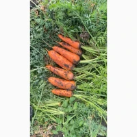 Продам товарну моркву