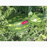 Продам кавун/арбуз, диня опт